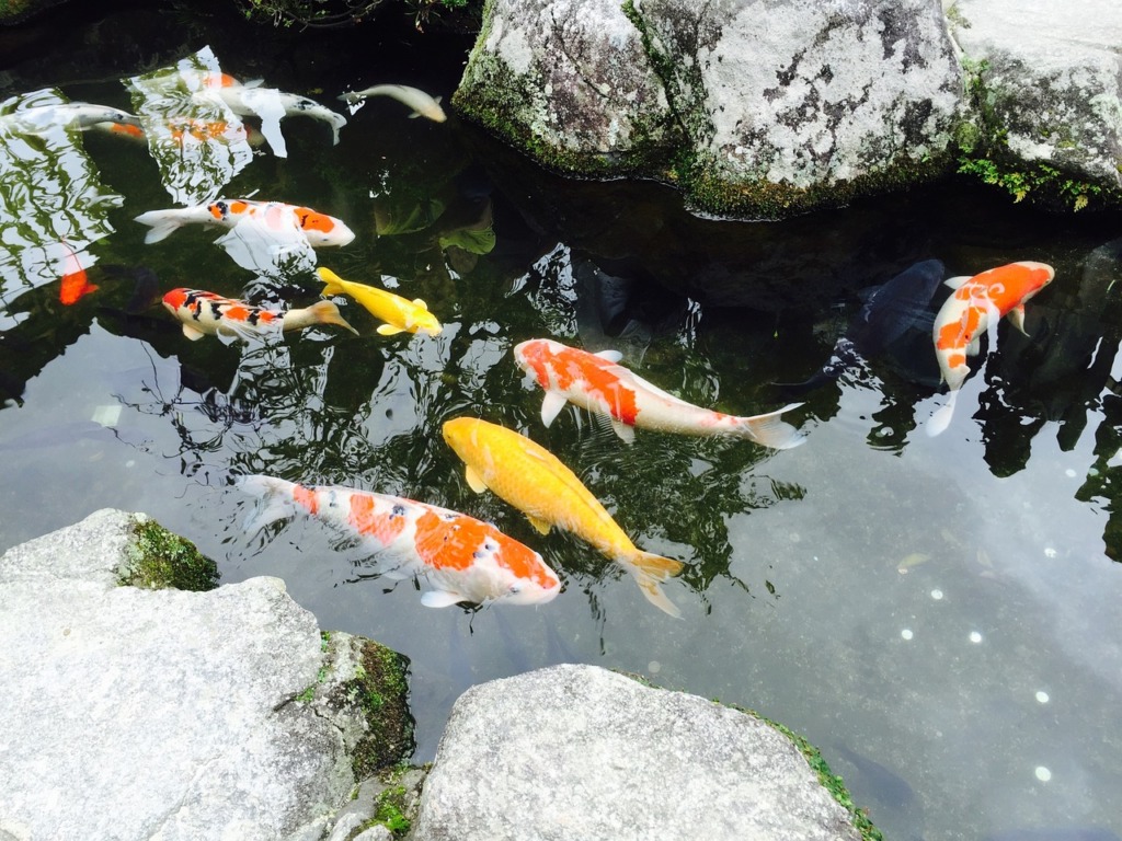 Japan Fukuoka Jin Li Fish Pond  - nananwu / Pixabay