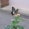 Japan Kobe Butterfly  - lilo401 / Pixabay