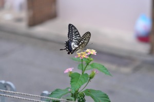 Japan Kobe Butterfly  - lilo401 / Pixabay