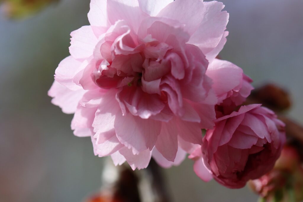 Japanese Cherry Blossom Tree Spring  - WalterBieck / Pixabay