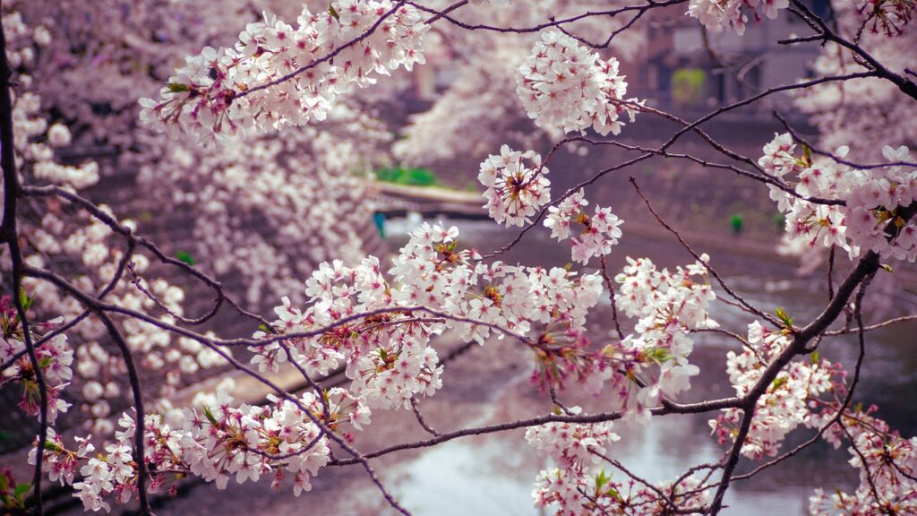 Japanese Cherry Blossoms Flowers  - hiranjay / Pixabay