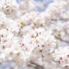 Japanese Cherry Blossoms White  - KoheiTanaka / Pixabay