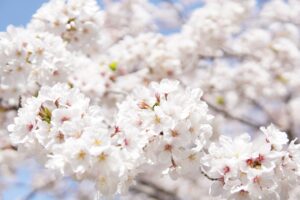 Japanese Cherry Blossoms White  - KoheiTanaka / Pixabay