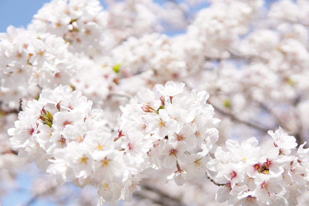 Japanese Cherry Blossoms White - KoheiTanaka / Pixabay
