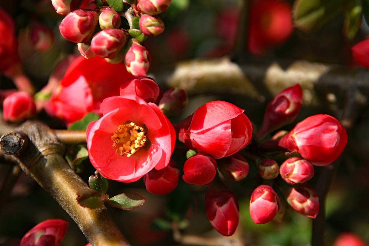 Japanese Quince Bonsai Flowers - japanibackpacker / Pixabay