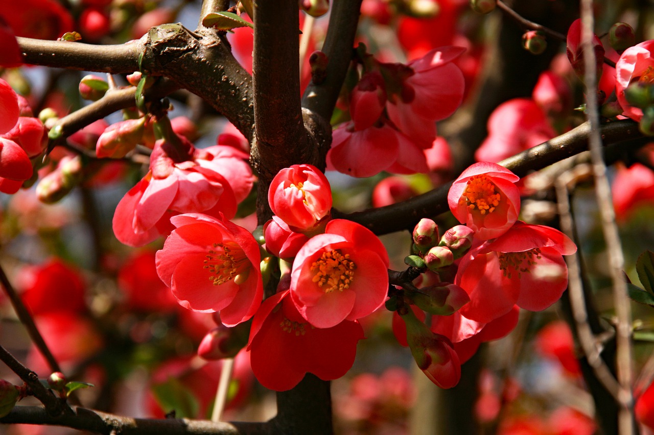 Japanese Quince Bonsai Flowers - japanibackpacker / Pixabay