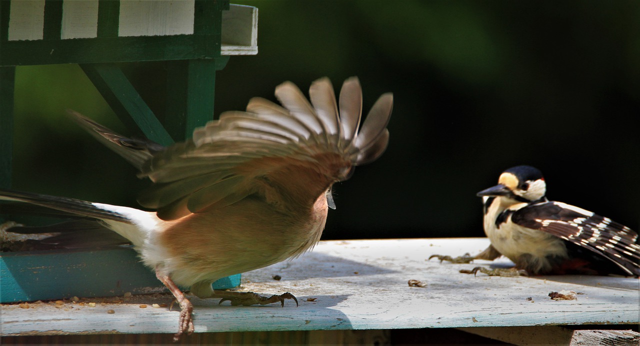 Jay Bird Feeding Place Feeding  - Carola68 / Pixabay