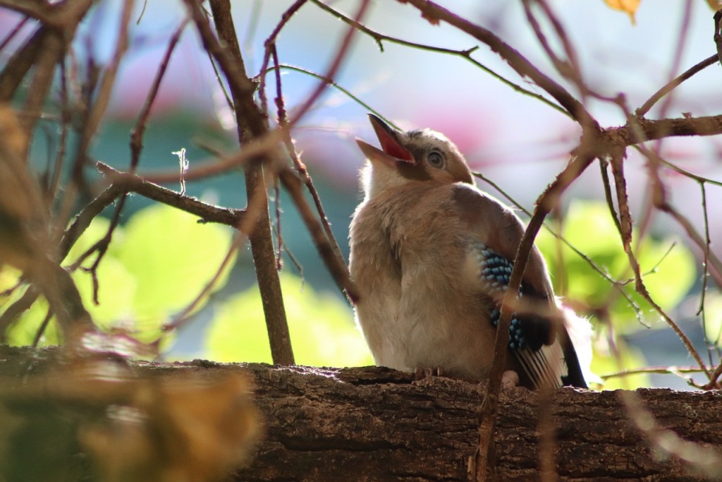 Jay Young Bird Beg Songbird  - Nennieinszweidrei / Pixabay