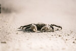 selective focus photography of crab on white sand