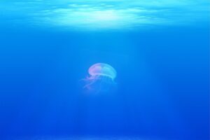 jellyfish animal underwater 698521