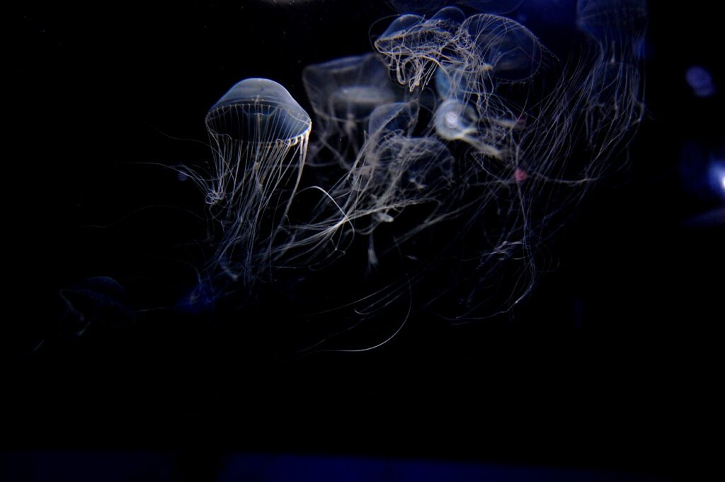 Jellyfish Dark Deep Sea  - k_notgeil / Pixabay