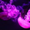 Jellyfish Pink Ocean Sea Nature  - aiamkay / Pixabay