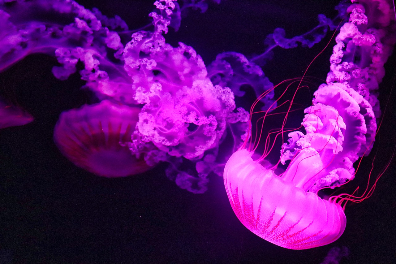 Jellyfish Pink Ocean Sea Nature - aiamkay / Pixabay