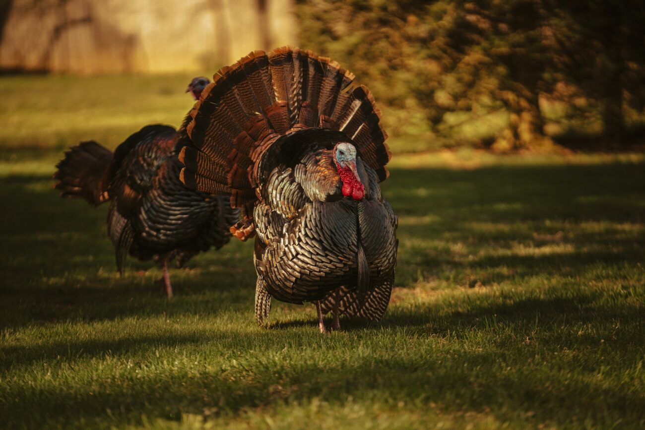 black and white rooster on green grass field during daytime