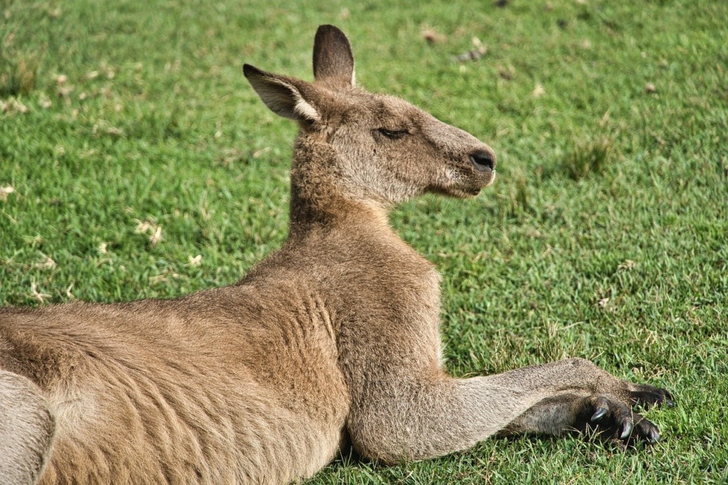 Kangaroo Australia Marsupial Animal  - MemoryCatcher / Pixabay