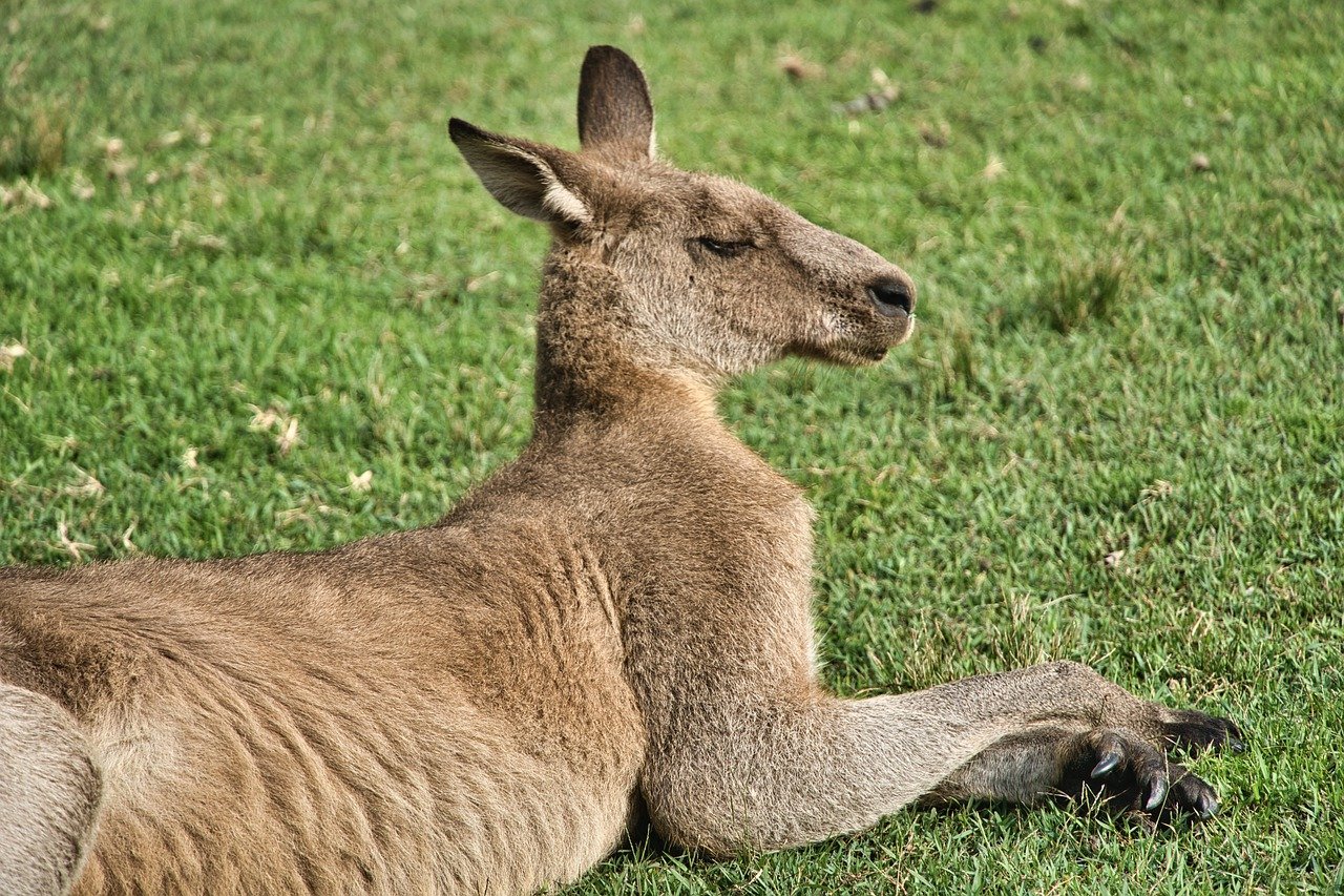 Kangaroo Australia Marsupial Animal  - MemoryCatcher / Pixabay