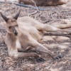 Kangaroo Australia Wildlife Mammal  - AnnaRiseborough / Pixabay