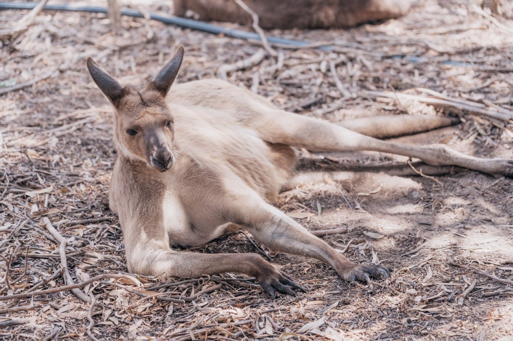 Kangaroo Australia Wildlife Mammal  - AnnaRiseborough / Pixabay
