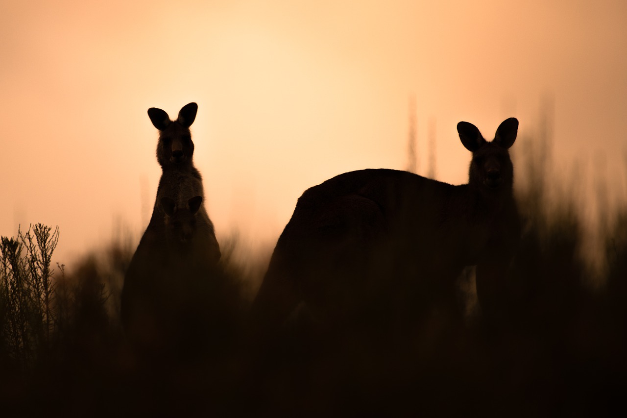 Kangaroo Eastern Grey Kangaroo - pen_ash / Pixabay