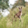 Kangaroo Eastern Grey Kangaroo  - pen_ash / Pixabay