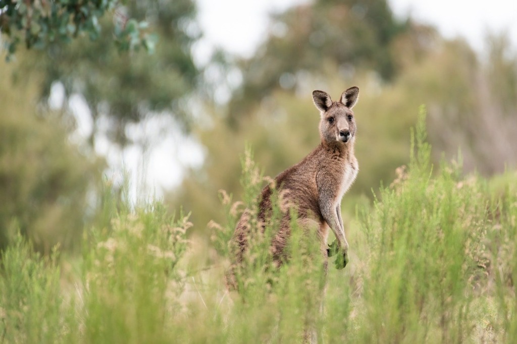 Kangaroo Eastern Grey Kangaroo  - pen_ash / Pixabay