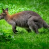 Kangaroo Marsupial Mammal Jump  - fietzfotos / Pixabay