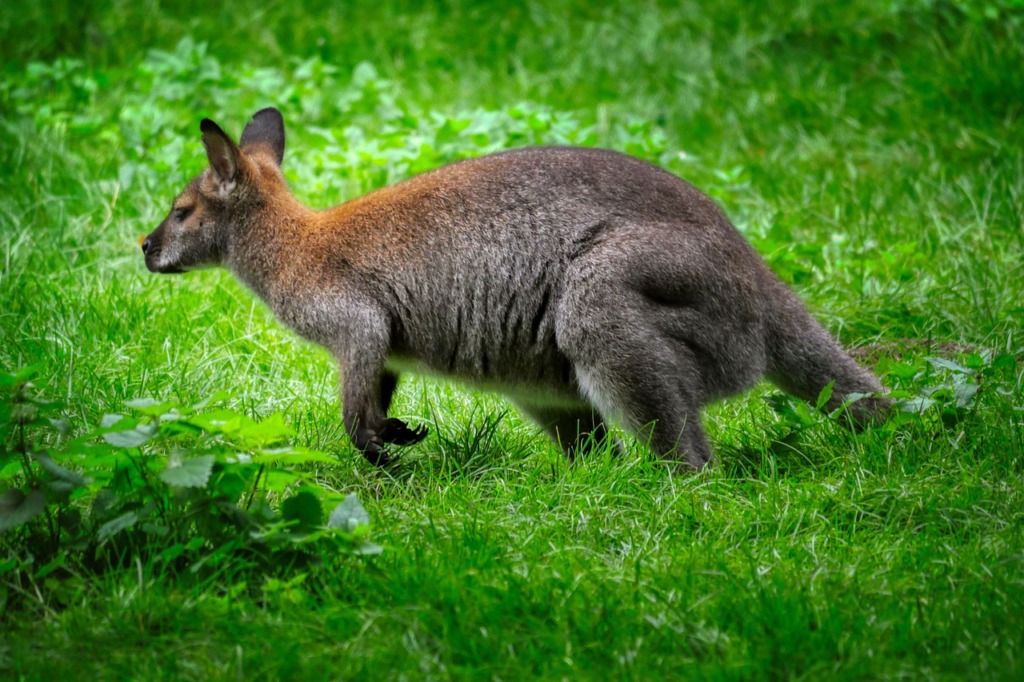 Kangaroo Marsupial Mammal Jump  - fietzfotos / Pixabay