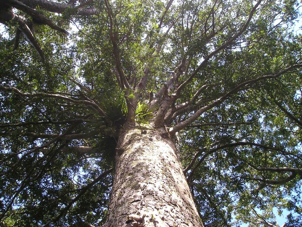 Kauri Tree Giant Tree Huge I  - Simon / Pixabay