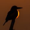 Kingfisher Silhouette Eclipse  - muditbhatnagar26 / Pixabay