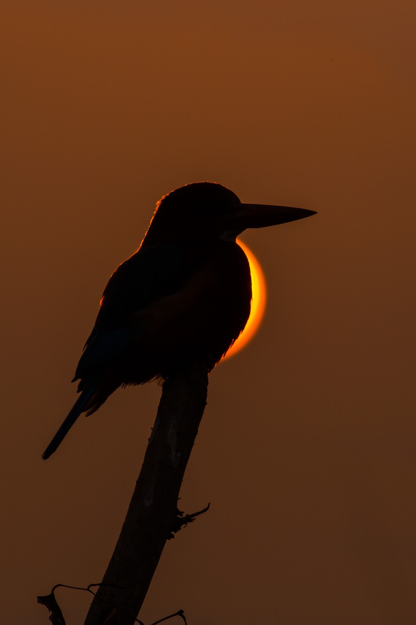 Kingfisher Silhouette Eclipse  - muditbhatnagar26 / Pixabay