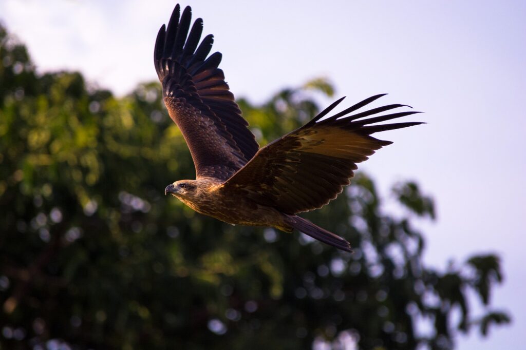 Kite Bird Flying Juvenile Bird  - sudhansuin / Pixabay