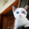 kitten blue eyes cat s eyes cat 1866475