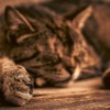 Kitten Cat Domestic Cat Cute Relax  - Aroncookphotos / Pixabay