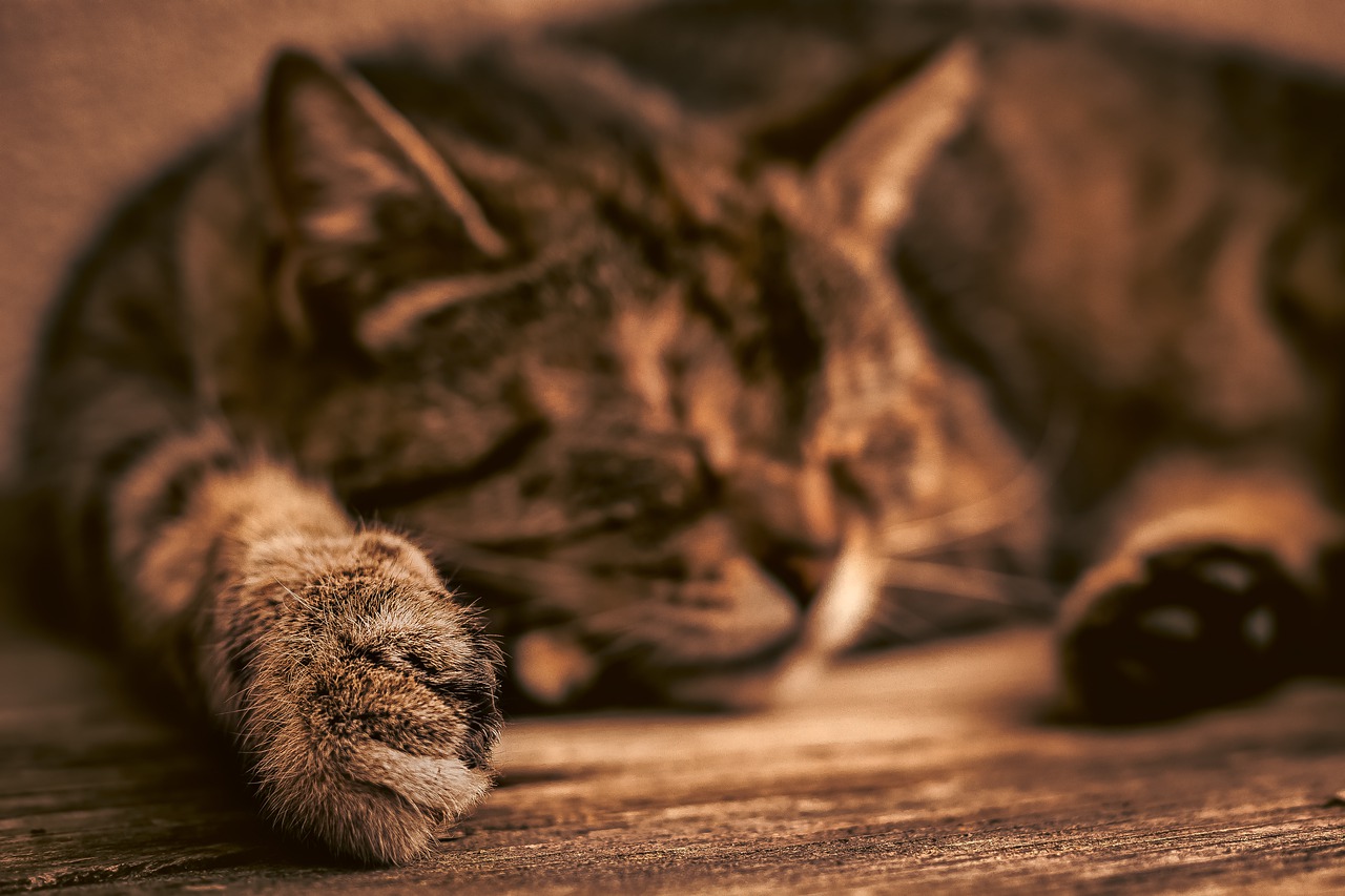 Kitten Cat Domestic Cat Cute Relax  - Aroncookphotos / Pixabay
