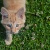 Kitten Cat Kitty Feline Domestic  - jakerlyon / Pixabay