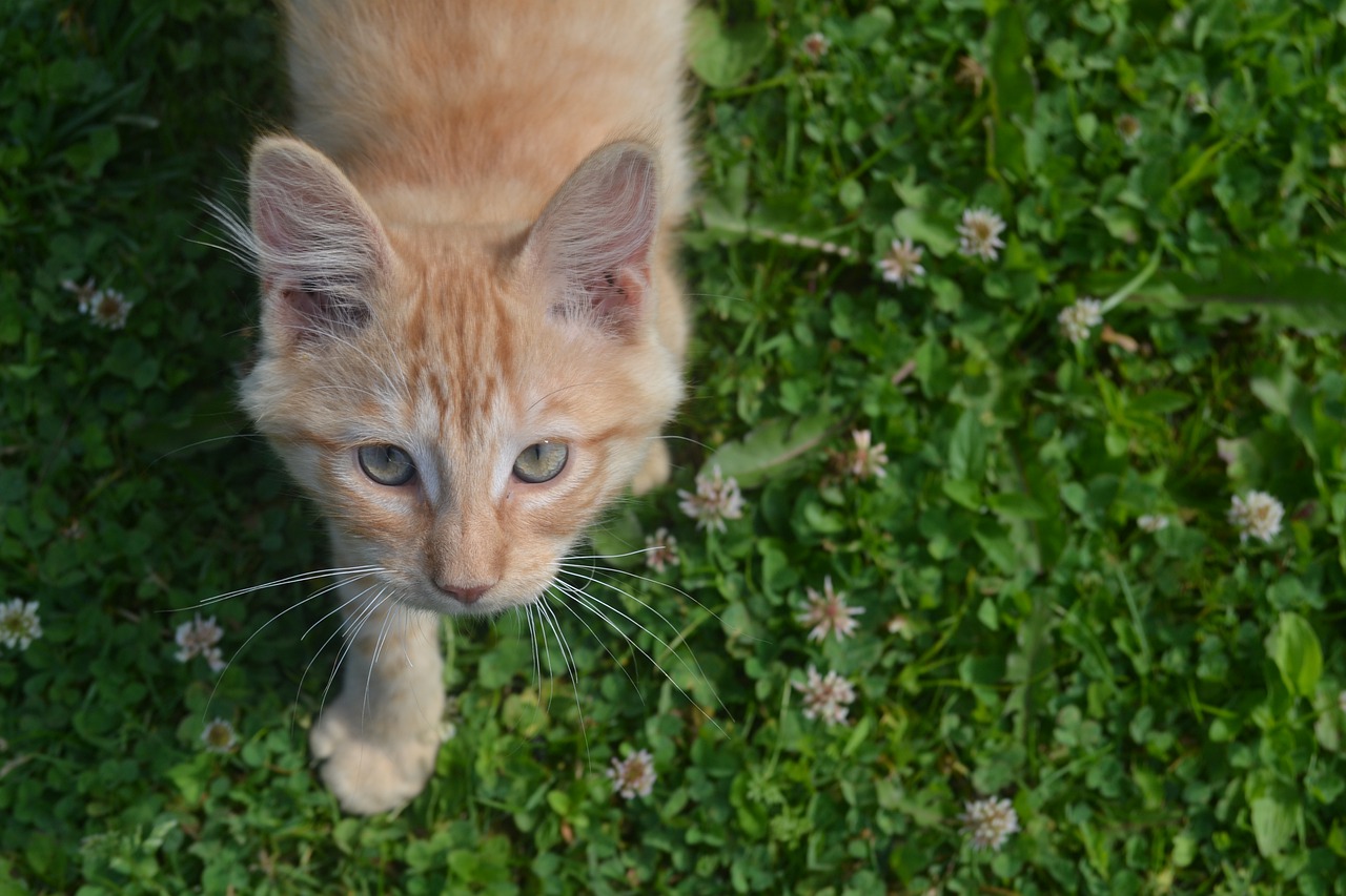 Kitten Cat Kitty Feline Domestic  - jakerlyon / Pixabay