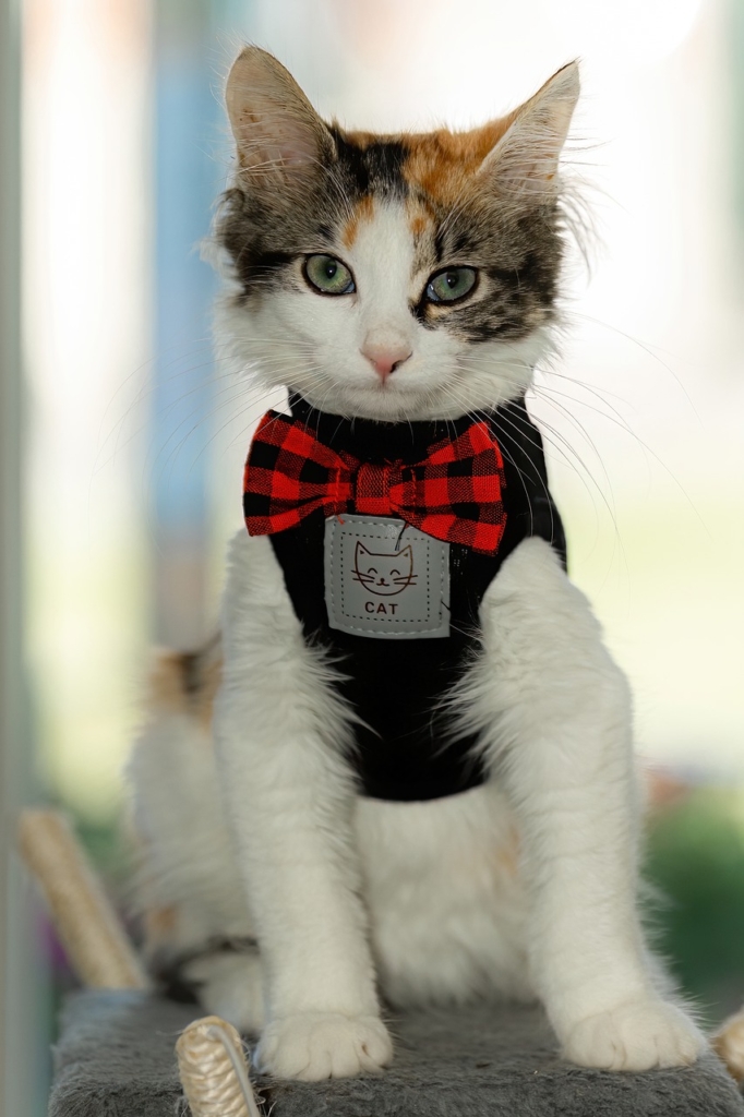 Kitten Cat Pet Young Cat Animal  - JonPauling / Pixabay