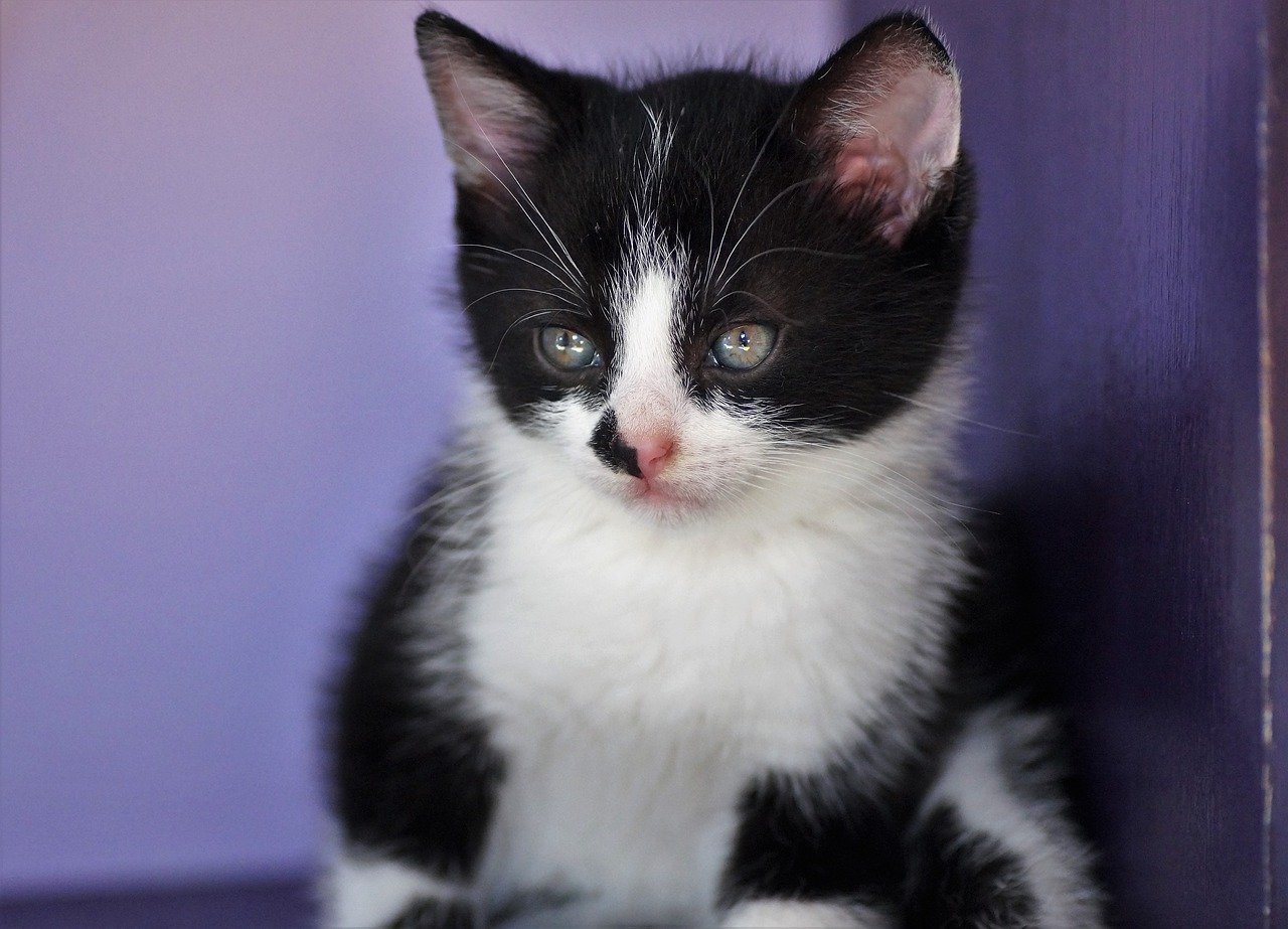 Kitten Cat Pussy Young Cat Animal  - ivabalk / Pixabay