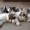 Kitten Cats Young Cute Asleep  - WFranz / Pixabay