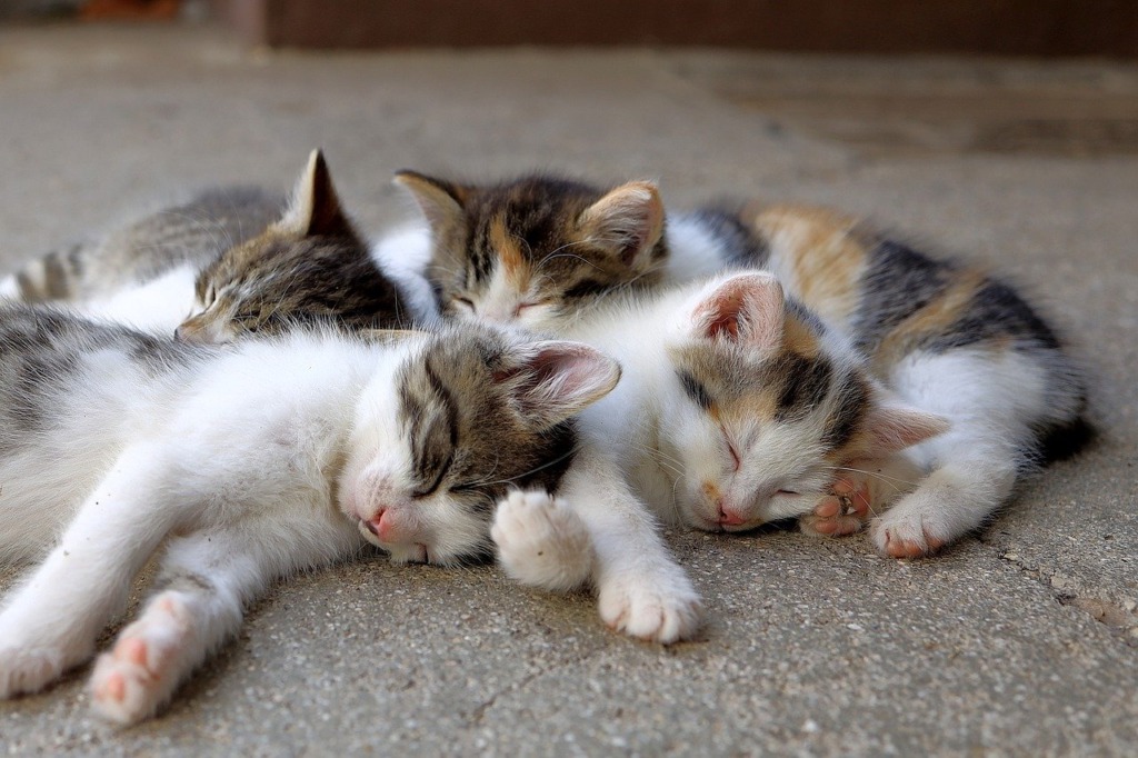 Kitten Cats Young Cute Asleep  - WFranz / Pixabay