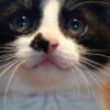 Kitten Pussy Beard Cat S Eyes Face  - ivabalk / Pixabay