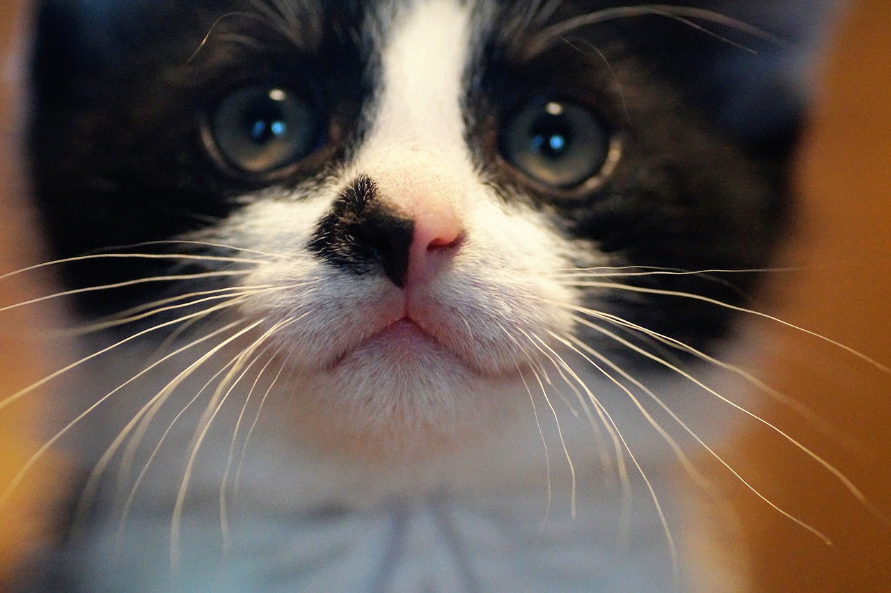 Kitten Pussy Beard Cat S Eyes Face  - ivabalk / Pixabay
