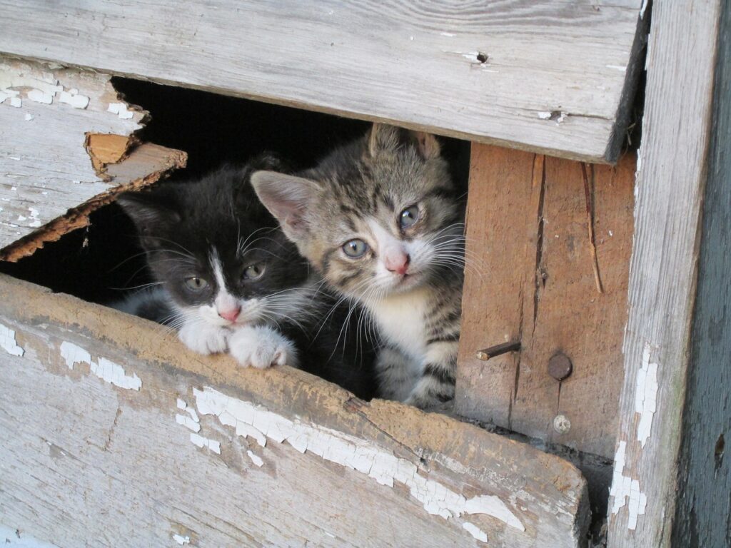 Kittens Barn Cat Animal Kitty  - SommerRayn / Pixabay