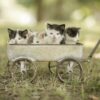 Kittens Wagon Pets Cats Kitty  - u_uf78c121 / Pixabay