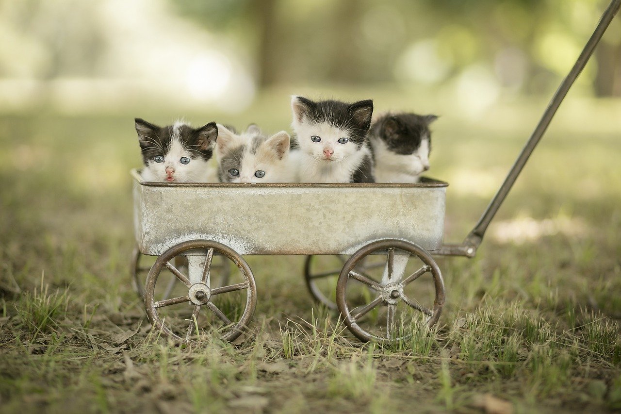 Kittens Wagon Pets Cats Kitty  - u_uf78c121 / Pixabay
