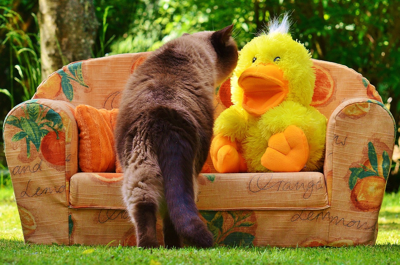 Kitty Curious Couch Sofa Duck Cat  - Alexas_Fotos / Pixabay