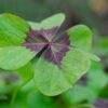 Klee Four Leaf Clover Lucky Clover  - Kathas_Fotos / Pixabay