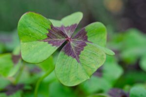 Klee Four Leaf Clover Lucky Clover  - Kathas_Fotos / Pixabay