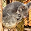 Koala Koala Bear Zoo Australia  - MemoryCatcher / Pixabay