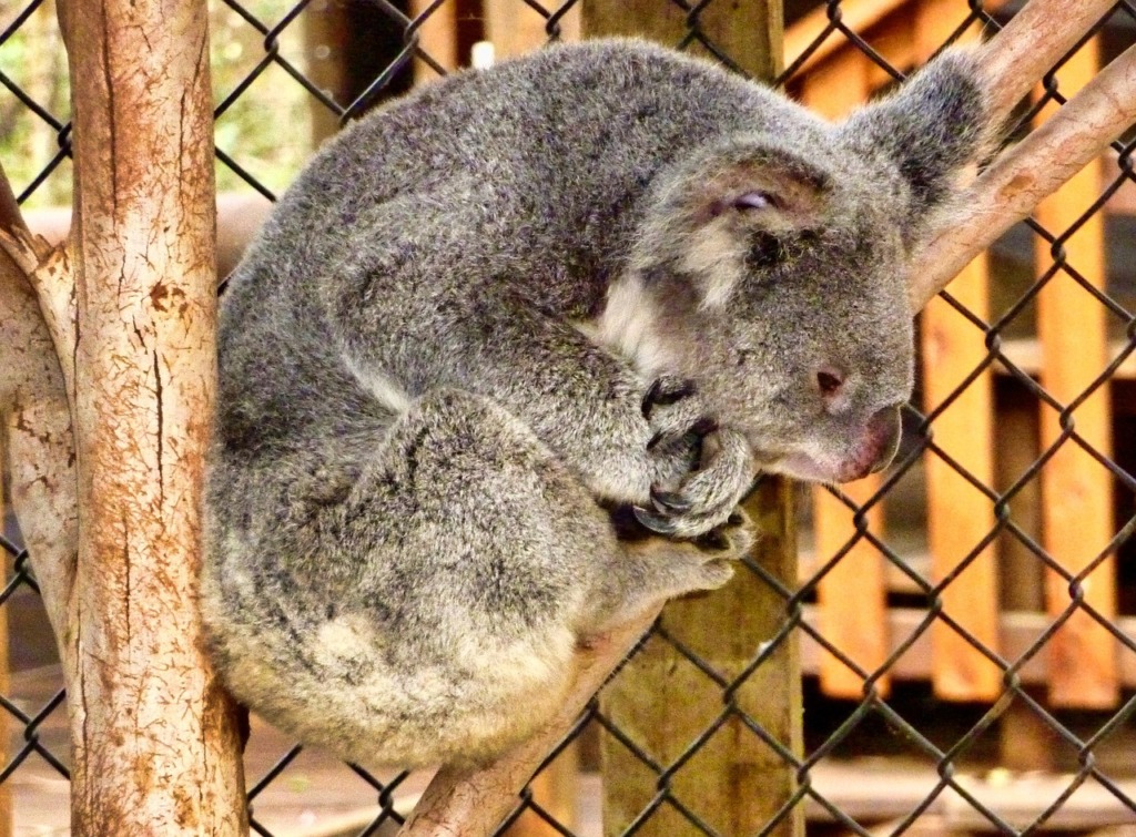 Koala Koala Bear Zoo Australia  - MemoryCatcher / Pixabay
